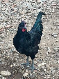 Gallo cemani
