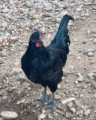 Gallo cemani