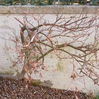 Albero di acero nano