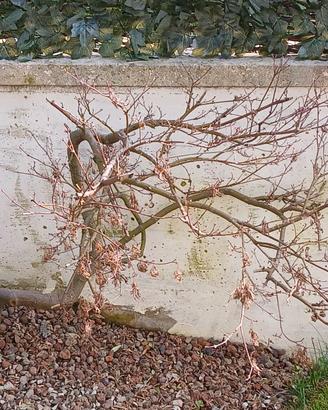 Albero di acero nano