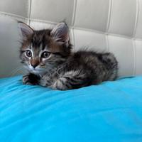 Gatta siberiana per accoppiamento