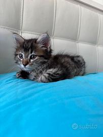 Gatta siberiana per accoppiamento