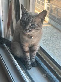 Animali