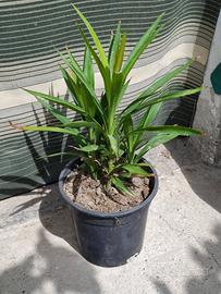 Piante di yucca elephantises