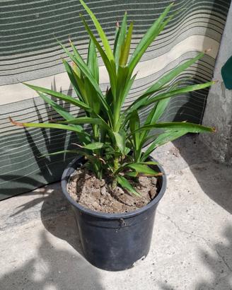 Piante di yucca elephantises