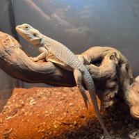 Pogona.drago barbuto