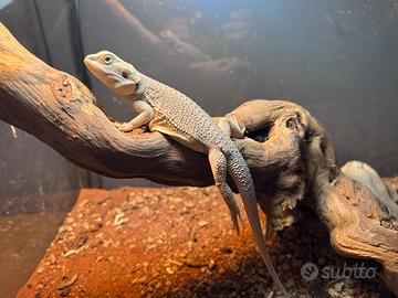 Pogona.drago barbuto