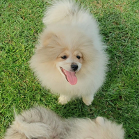 Volpino di pomerania