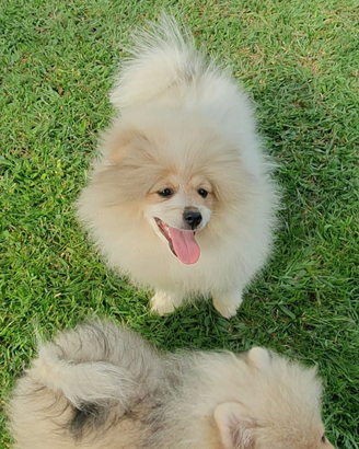 Volpino di pomerania