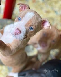 American pitbull terrier ukc