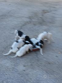 Cuccioli Setter inglese