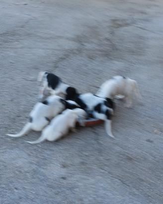 Cuccioli Setter inglese