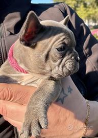Bulldog francese