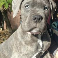 Cane Corso Cuccioli -D.o.c-