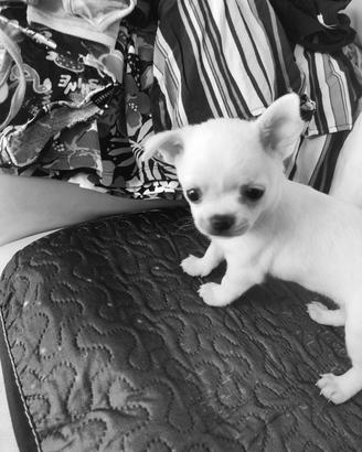 chihuahua 