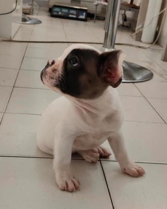 Cucciola di bulldog francese
