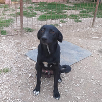 Cagnolini 10 mesi in adozione