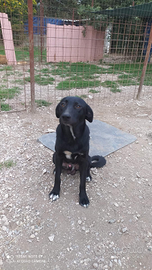 Cagnolini 10 mesi in adozione