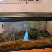 acquario da 100 litri 
