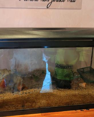 acquario da 100 litri 