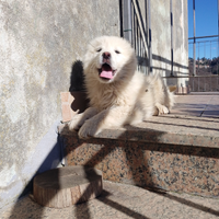 Cuccioli di pastore maremmano