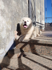 Cuccioli di pastore maremmano