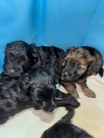 Barboncino x Maltese cuccioli
