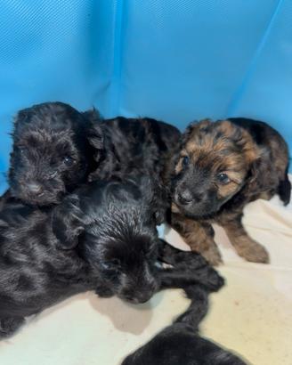 Barboncino x Maltese cuccioli