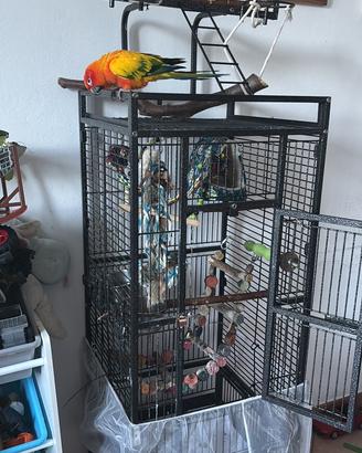 Conuro del sole maschio