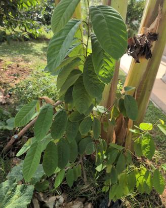 3 piante : Guava, Annona, Asimina Triloba 