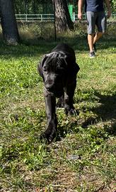 Cucciolo di Alano
