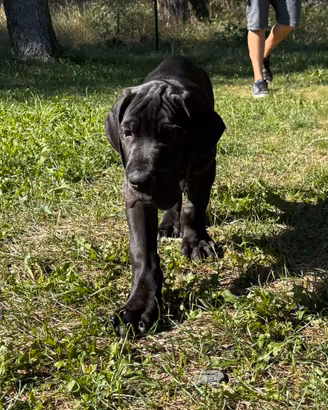 Cucciolo di Alano