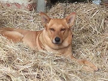 Cagnolina