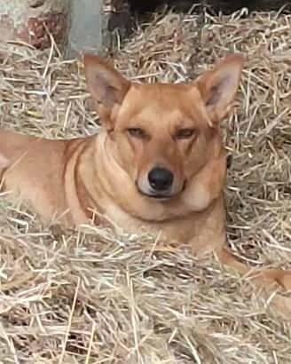 Cagnolina