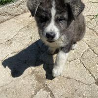 Cane akita inu giapponese