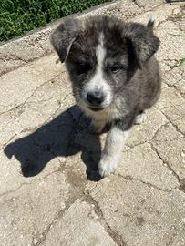 Cane akita inu giapponese