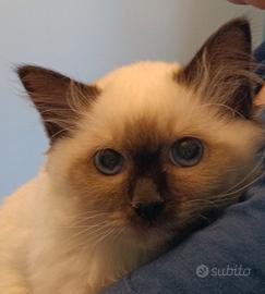 Cuccioli Sacro di Birmania