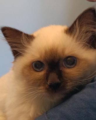 Cuccioli Sacro di Birmania