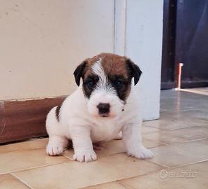 Cucciolo jack pedigree ROI dispongo