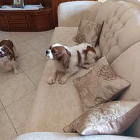 Cavalier king pedigree