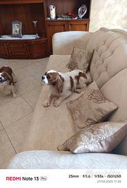 Cavalier king pedigree