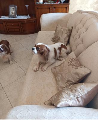 Cavalier king pedigree