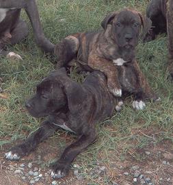 Cuccioli di cane corso