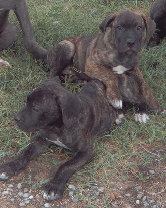 Cuccioli di cane corso