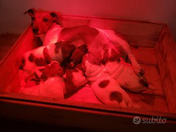 Jack russell terrier cuccioli bicolore