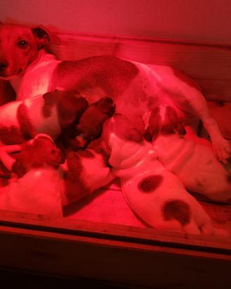 Jack russell terrier cuccioli bicolore