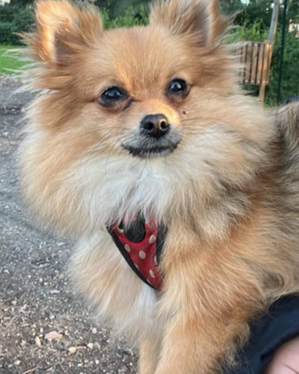 Cagnolina spiz