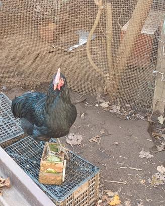 Gallo età 5 mesi
