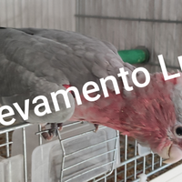 Pappagalli allevati a mano