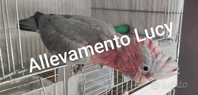 Pappagalli allevati a mano